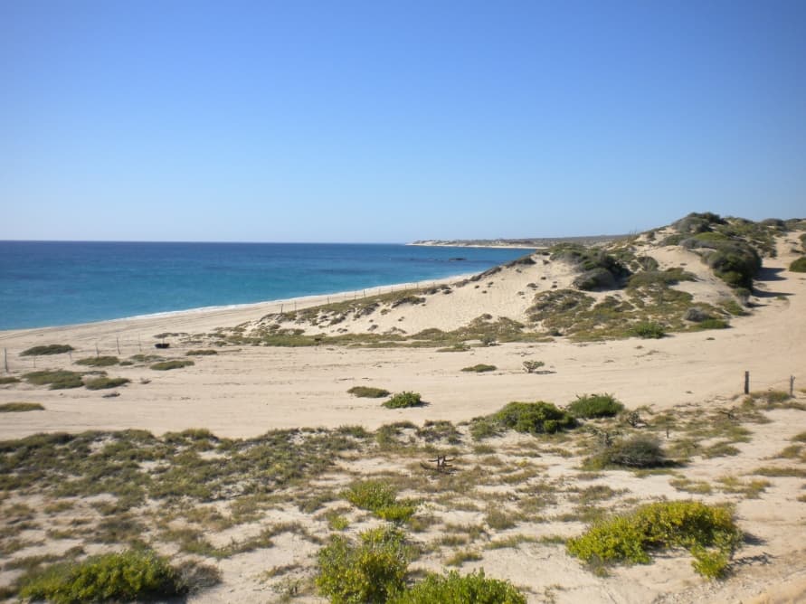 Beach and dunes looking north