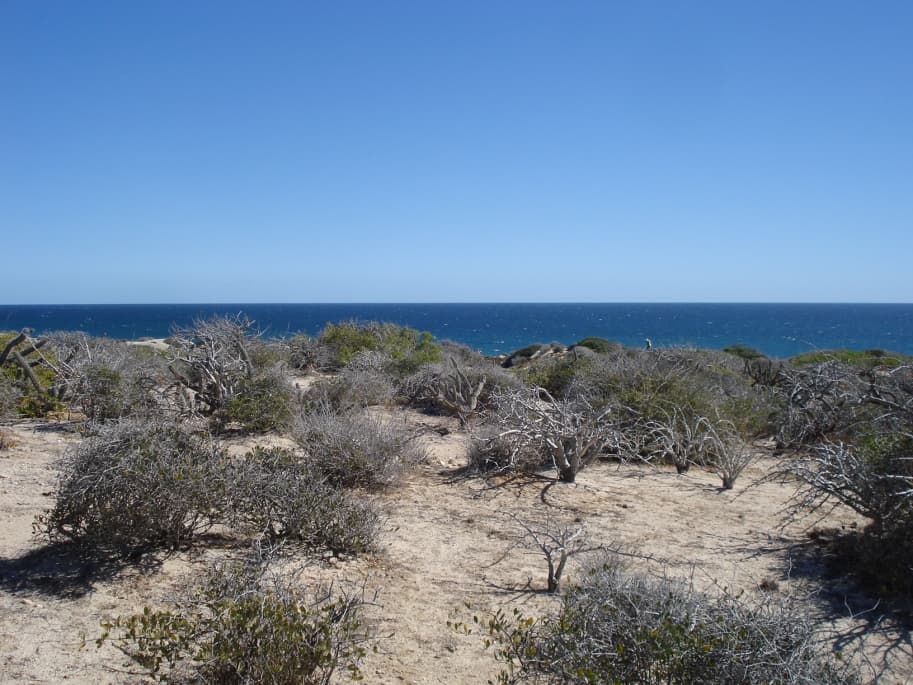 The land, with the Sea of Cortés beyond